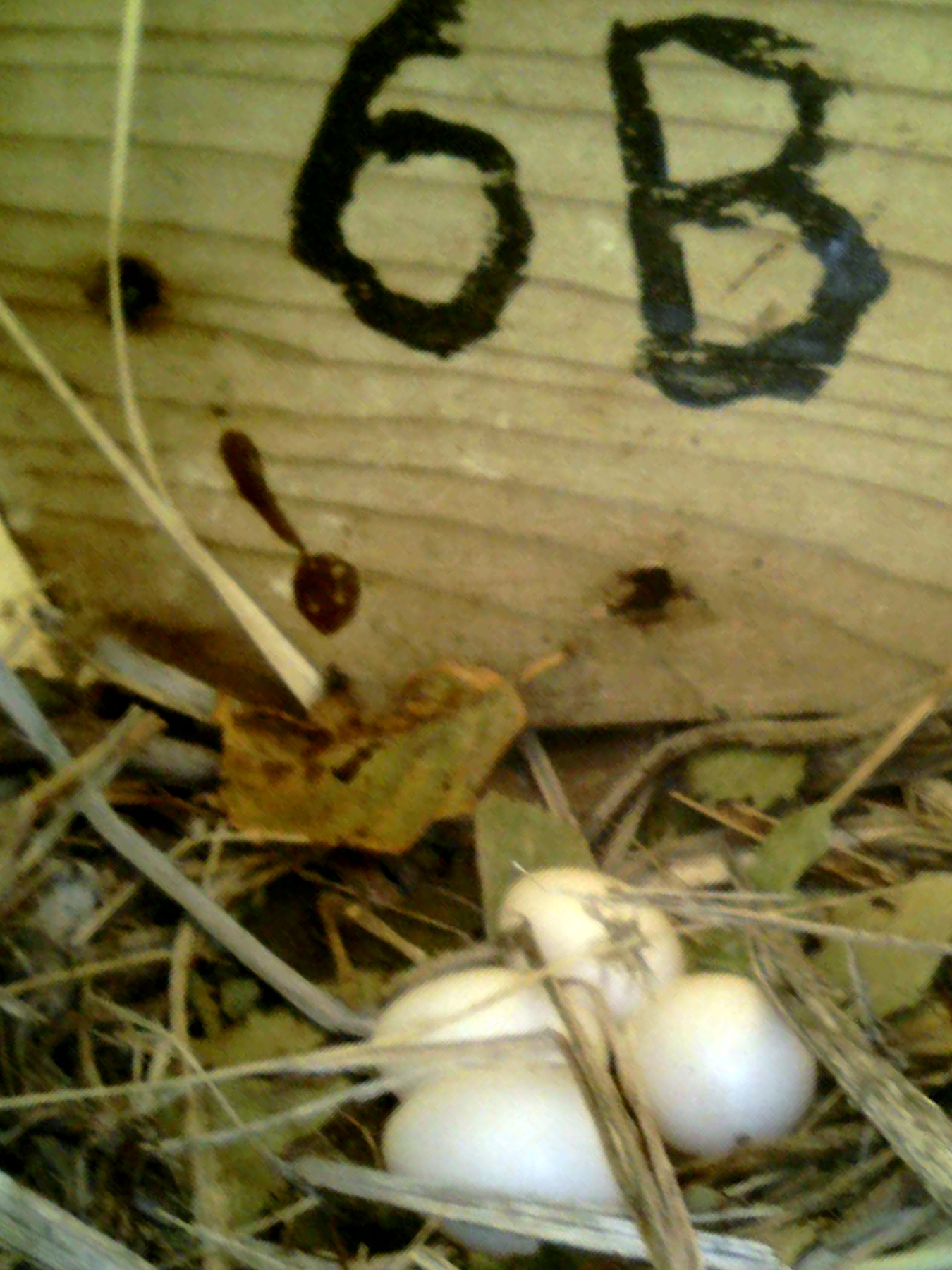 OPAS 6A